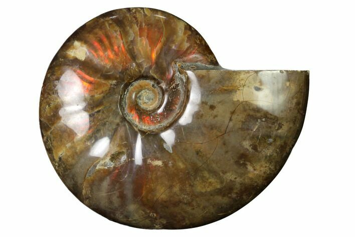 Flashy Red Iridescent Ammonite #155193